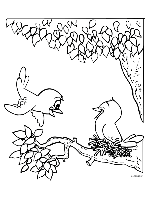 Malvorlage baum mit vogelnest information